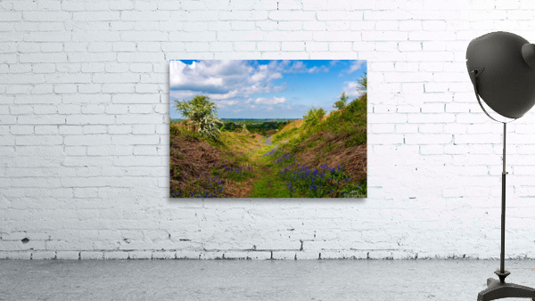 Bluebells by the path on Old Oswestry hill fort in Shropshire Wall Preview
