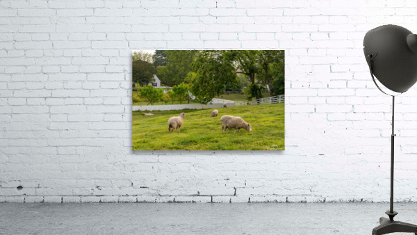 Sheep grazing in meadow in Williamsburg Virginia Wall Preview