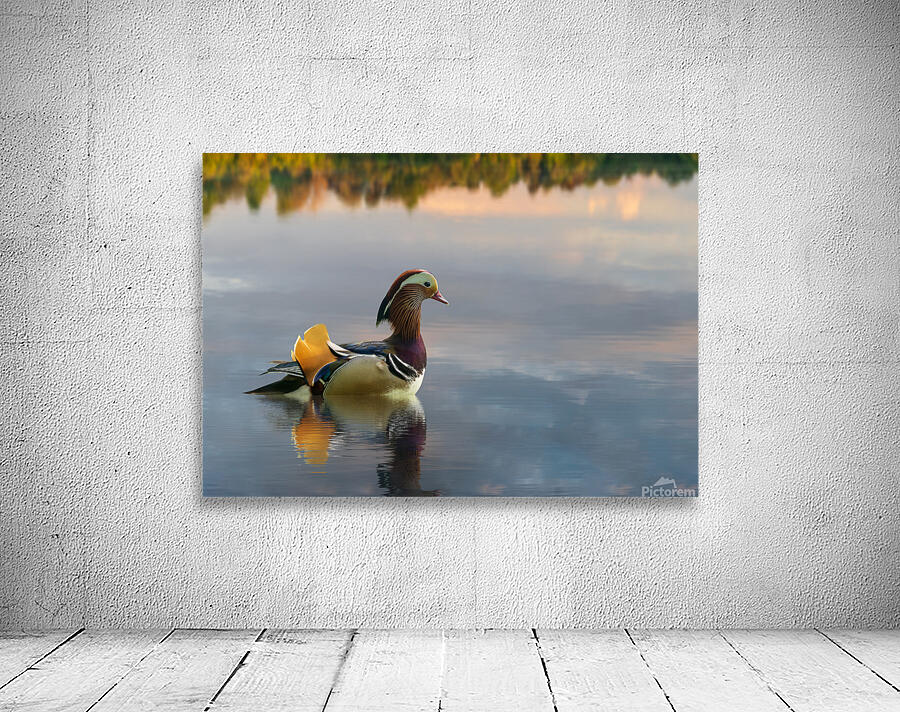 Mandarin duck floats on Ellesmere Mere to a clear reflection of  Wall Preview