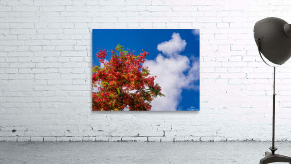 Gorgeous rainbow shower tree blossoms against blue sky Wall Preview