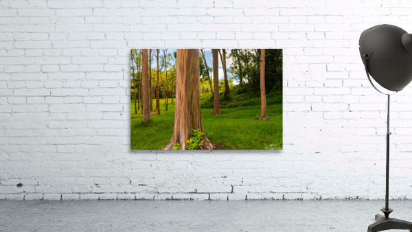 Group of rainbow eucalyptus trees in Keahua Arboretum Wall Preview