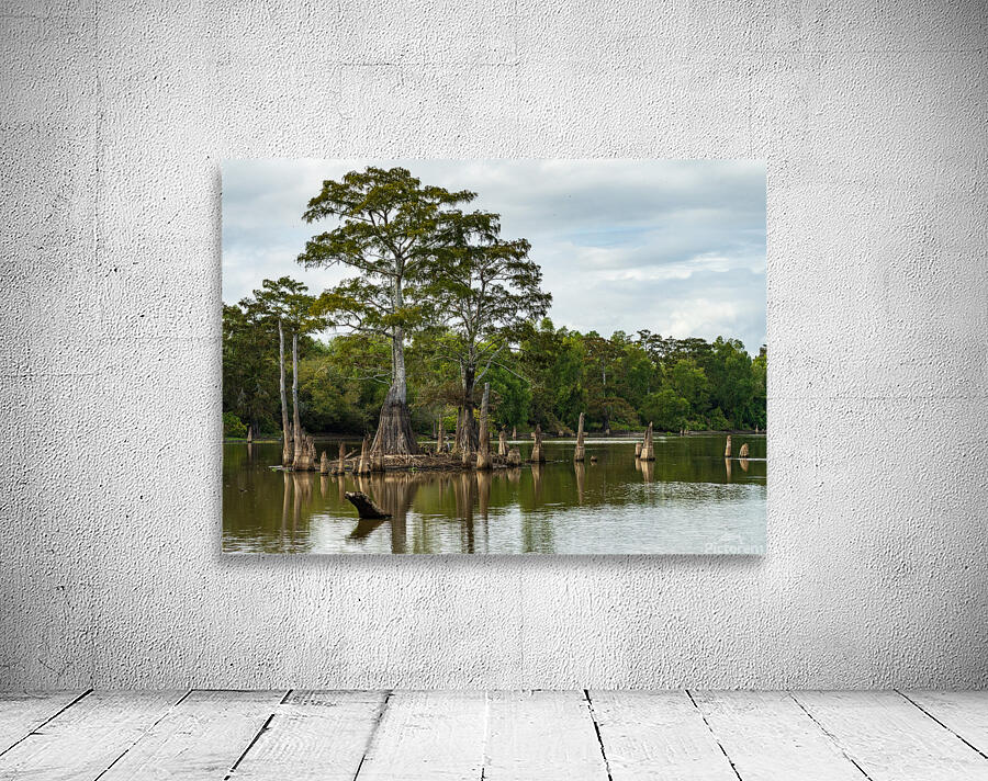Large bald cypress trees rise out of water in Atchafalaya basin Wall Preview