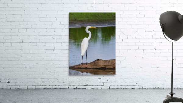Great Egret on the stumps of bald cypress trees in Atchafalaya b Wall Preview