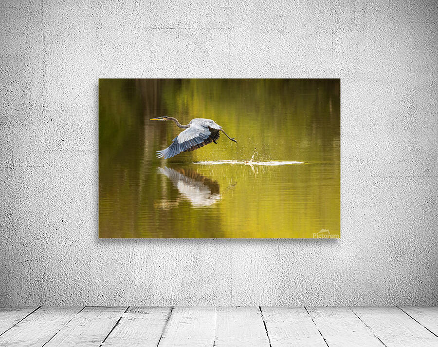 Great blue heron taking off from calm water in Atchafalaya basin Wall Preview