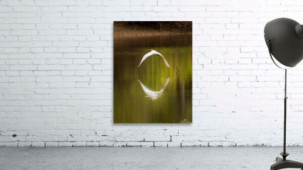 Great Egret flying in perfect circle in Atchafalaya basin Wall Preview