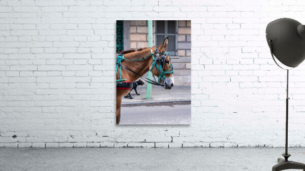Portrait of horse pulling carriage with black dog on sidewalk Wall Preview