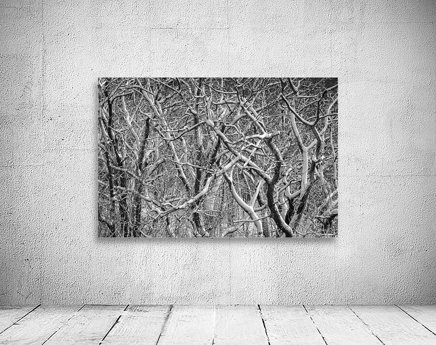 Twisted intertwined snow covered tree trunks at Coopers Rock Wall Preview