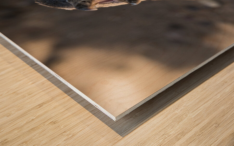 Single magellanic penguin chick showing papillae in mouth Wood print