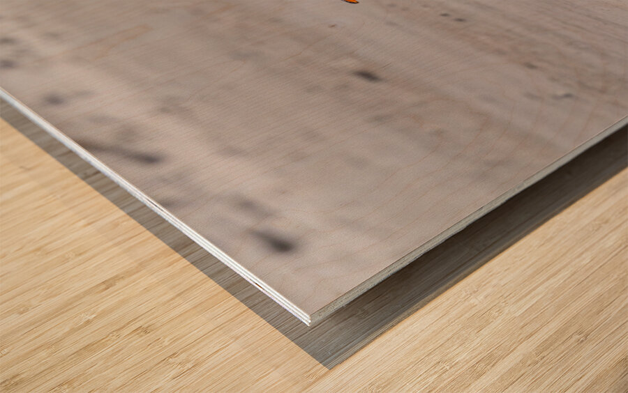 Three Gentoo penguins at Bluff Cove  running on sandy beach Wood print