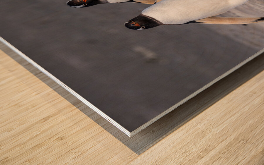 Two Gentoo penguins at Bluff Cove on Falklands walking to ocean Wood print