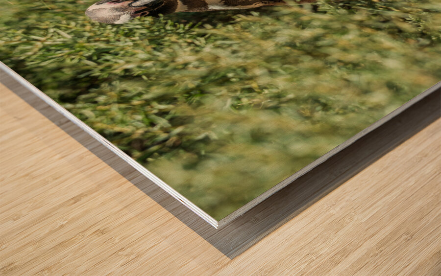 Single male magellanic penguin in plants in Punta Tombo Wood print