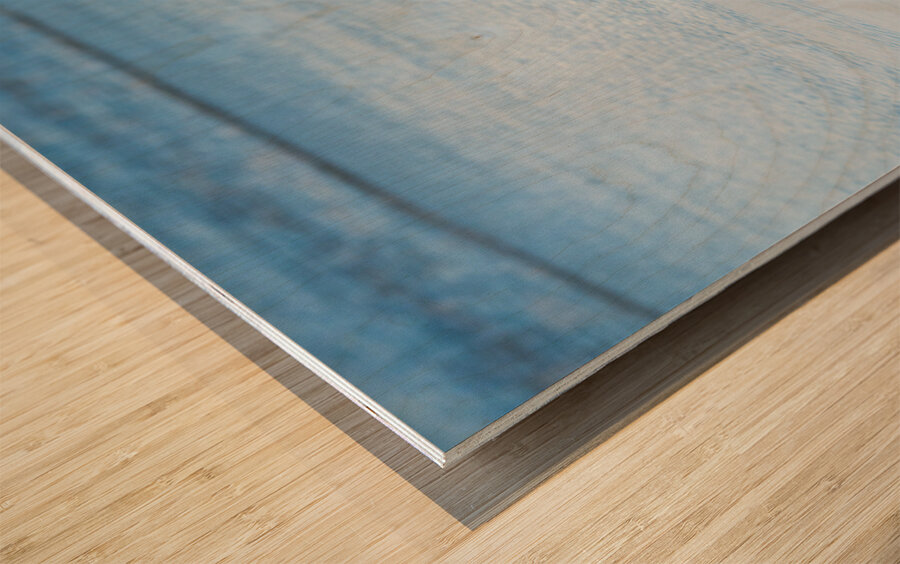 Falkland Steamer duck walking in the surf on Falklands Islands Wood print