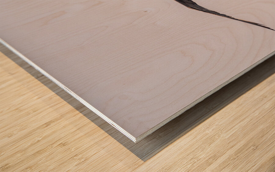 Southern giant petrel flying alongside cruise ship in South Atla Wood print