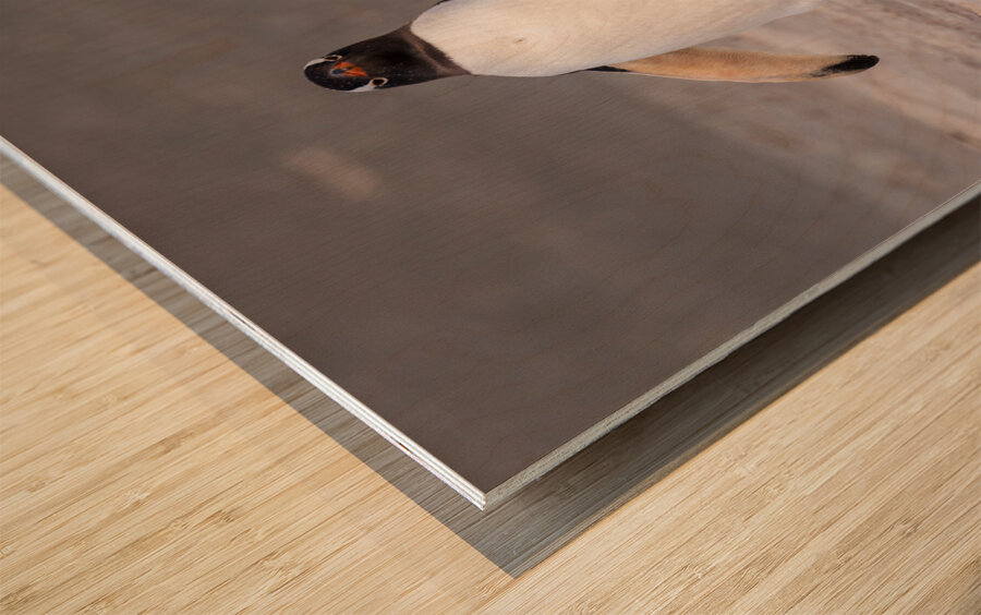 Two Gentoo penguins at Bluff Cove on Falklands walking to ocean Wood print