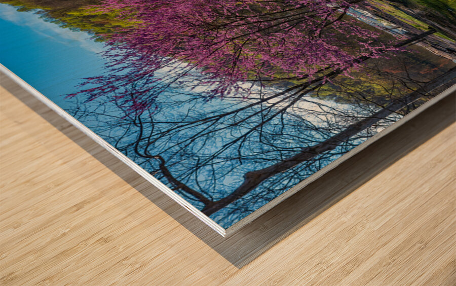 Redbud blossoms by Bench and Valley Falls WV on a bright spring morning Wood print