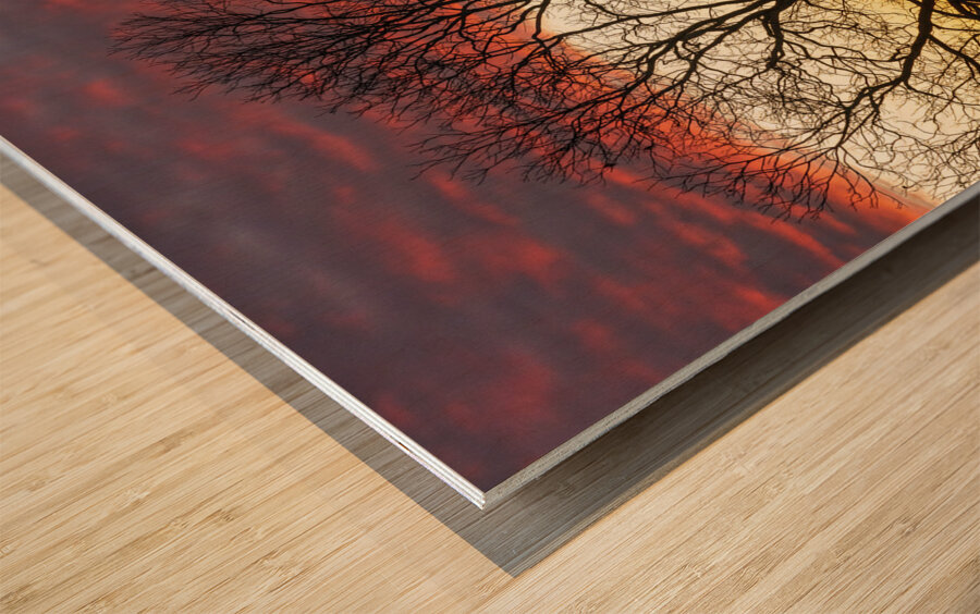 Dramatic sunset over Legacy Hills Park lake with details of tree Wood print