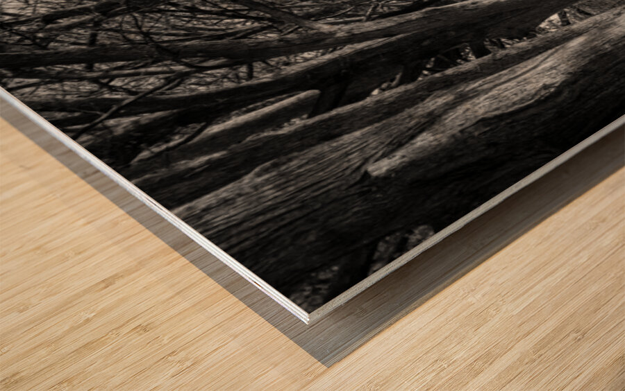 Large cypress trees in Cypress Bend Park by the side of Guadalup Wood print