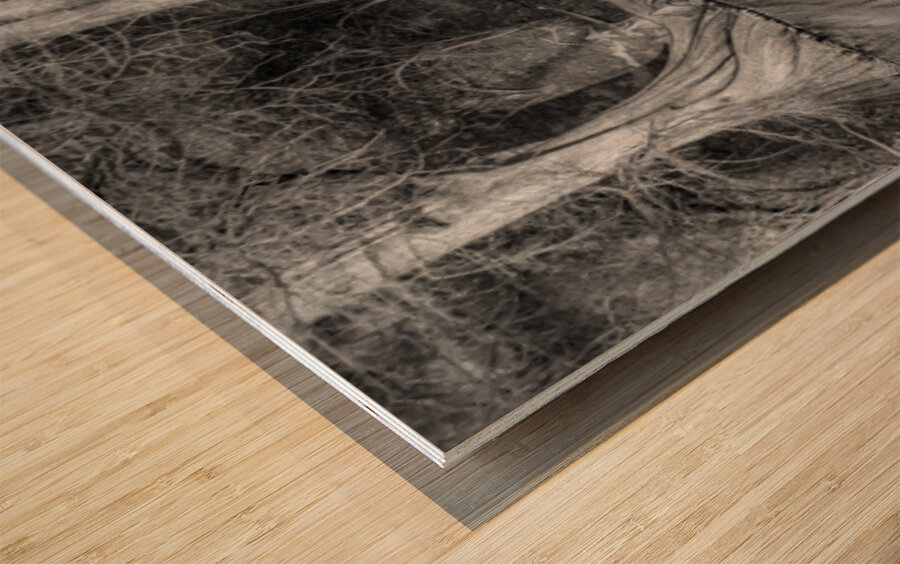 Large cypress trees in Cypress Bend Park alongside Guadalupe Riv Wood print