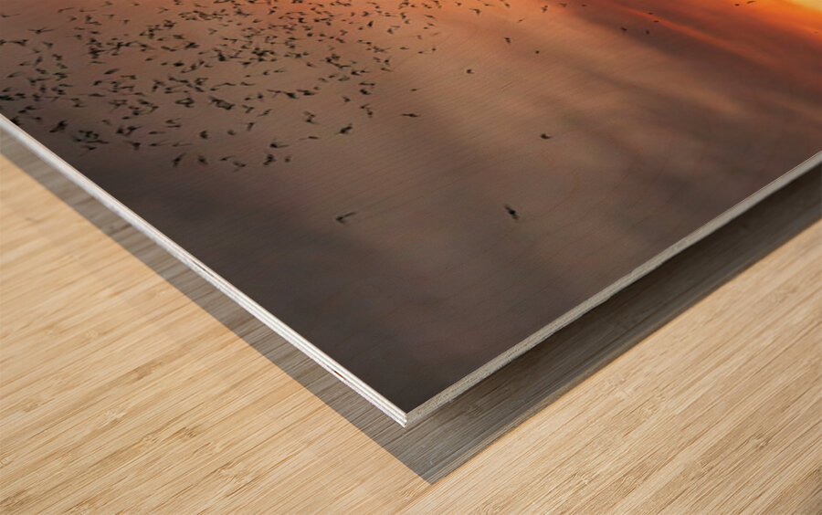 Bats Flying Overhead - Crowd on Congress Avenue bridge Impression sur bois