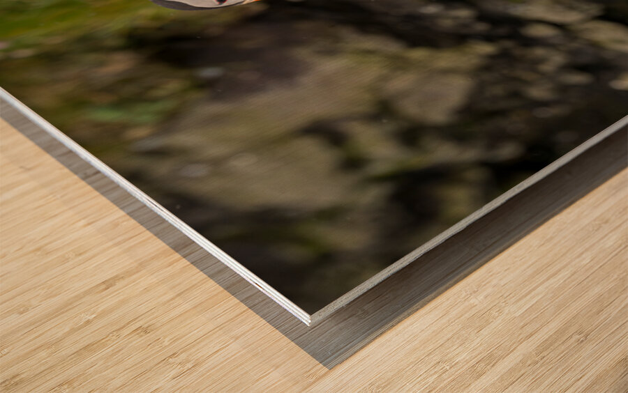 Single puffin on the cliffs in the Skalanes Nature and Heritage  Wood print