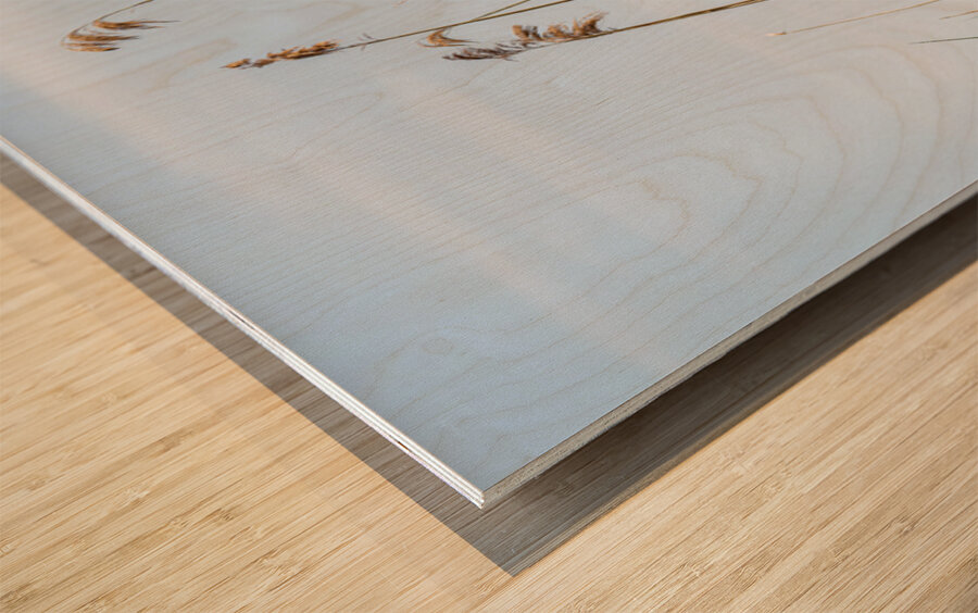 Tall reeds and green grasses sway gently against a light blue sk Wood print