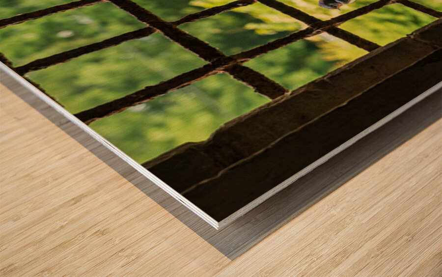 Barn swallow perched on the bars of window of 13th Century forti Wood print