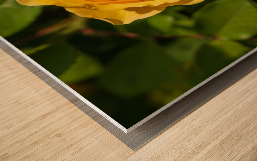 Golden butter colored single rose known as the absolutely fabulo Wood print