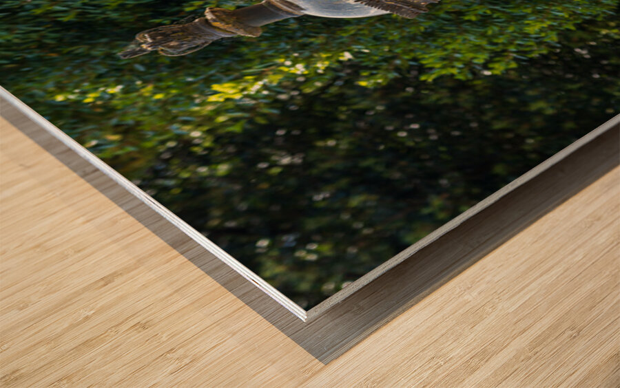 Historic english street lantern attached to warm stone building Wood print