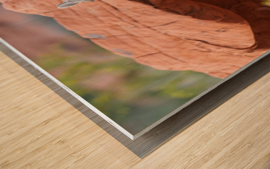 Bighorn sheep lamb grazing among formations in Valley of Fire st Wood print