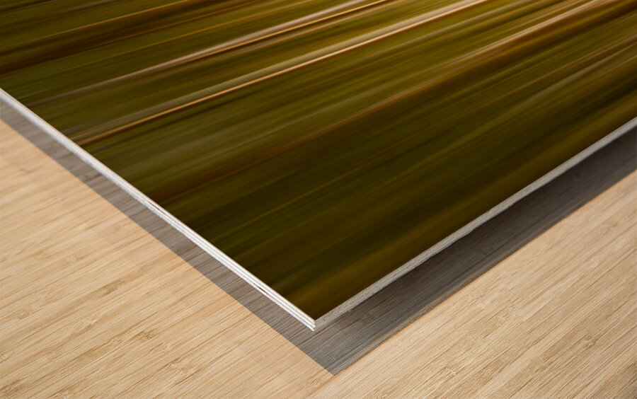 Path through pine trees with intentional camera movement Wood print