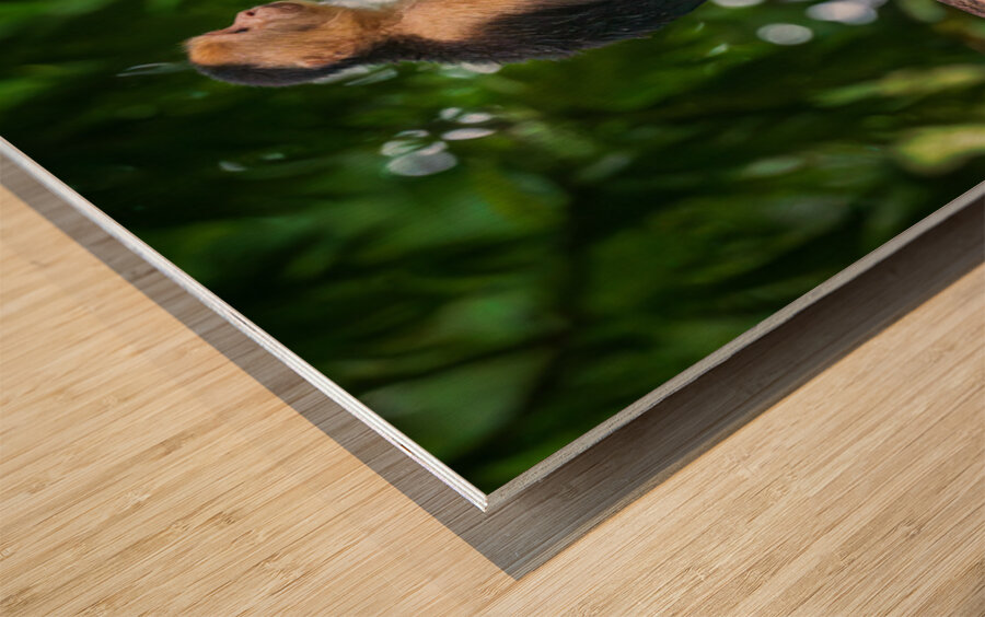 Close up of a family or group of white faced Capuchin Monkeys in Wood print