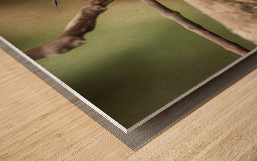 White throated mountaingem hummingbird perched on a twig  in Cos Wood print