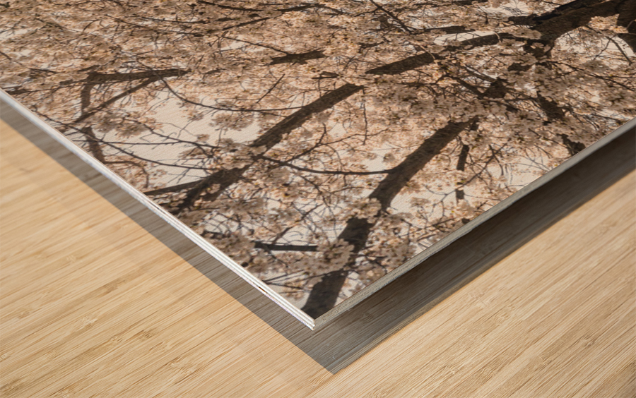 Blossoms by the steel girder bridge carries the bike walking trail Impression sur bois