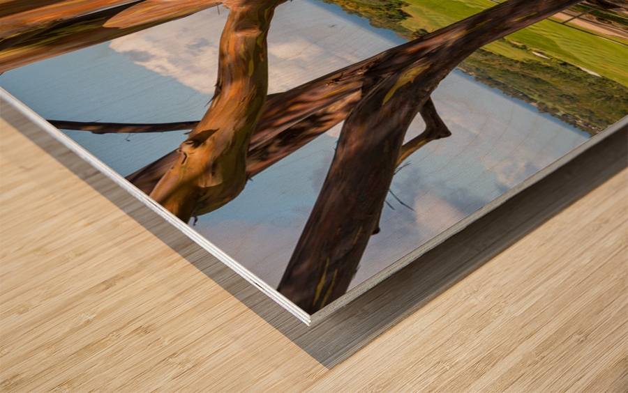 Group of three rainbow eucalyptus trees  Wood print