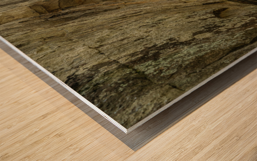 Pathway in Audra State Park near Buckhannon in West Virginia Wood print