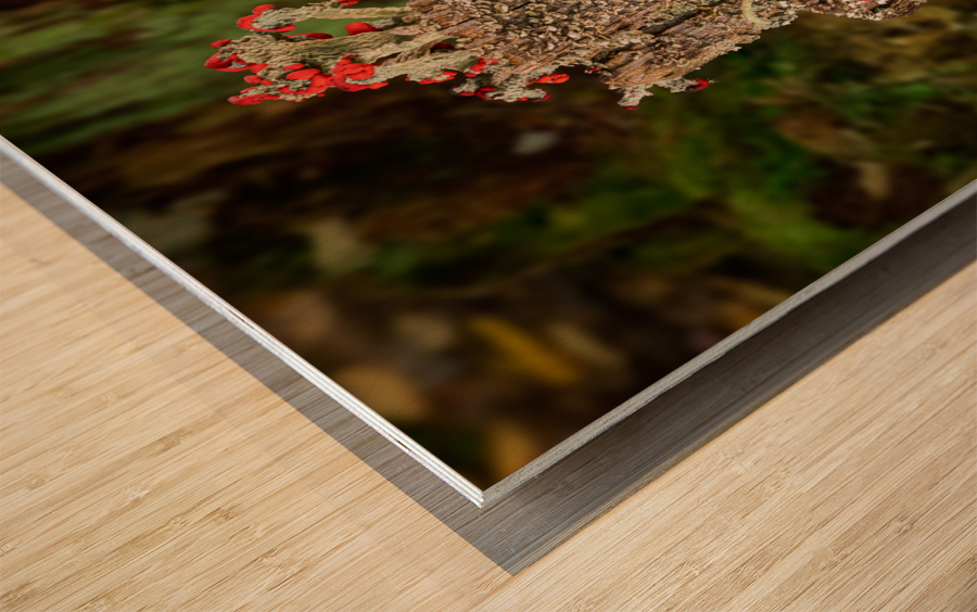 Cladonia cristatella or British Soldiers Lichen or algae Wood print