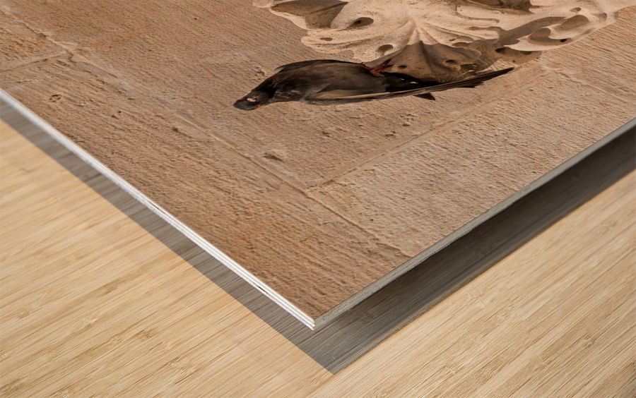 Detail of rain water spout in Dubrovnik old town Wood print