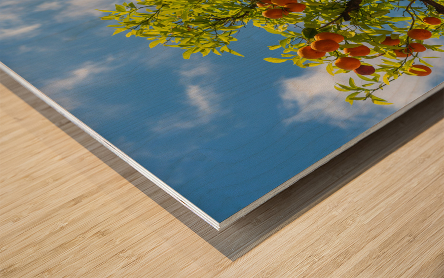 Oranges growing in courtyard of monastery Impression sur bois