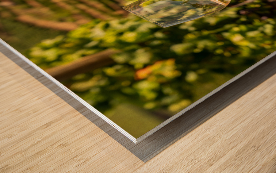 Glass of white wine in vineyard Wood print