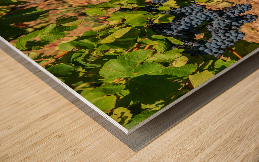 Grapes for port wine by the River Douro Impression sur bois