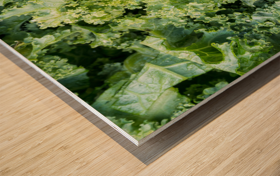 Freshly washed and trimmed kale leaves Wood print