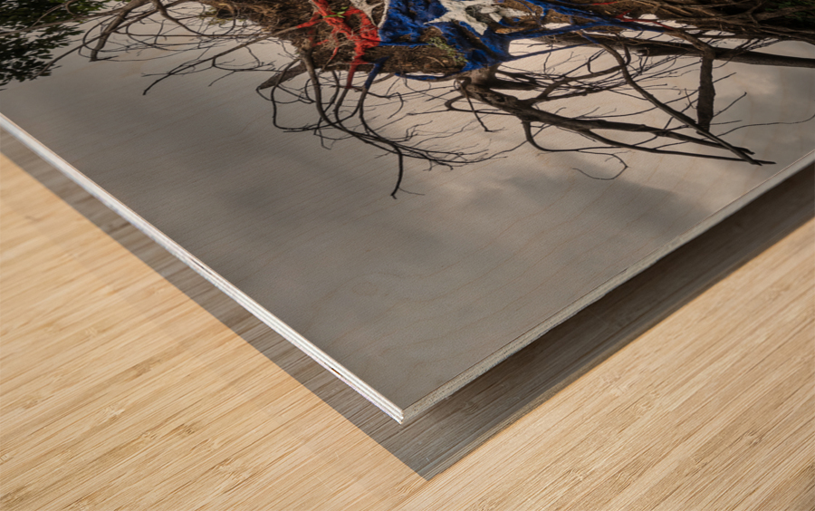 Fallen tree from Hurricane Maria in San Juan Impression sur bois