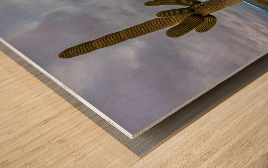 Sunset in Saguaro National Park Tucson Impression sur bois