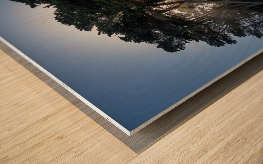 Sunbeams from large pine or fir trees  Wood print