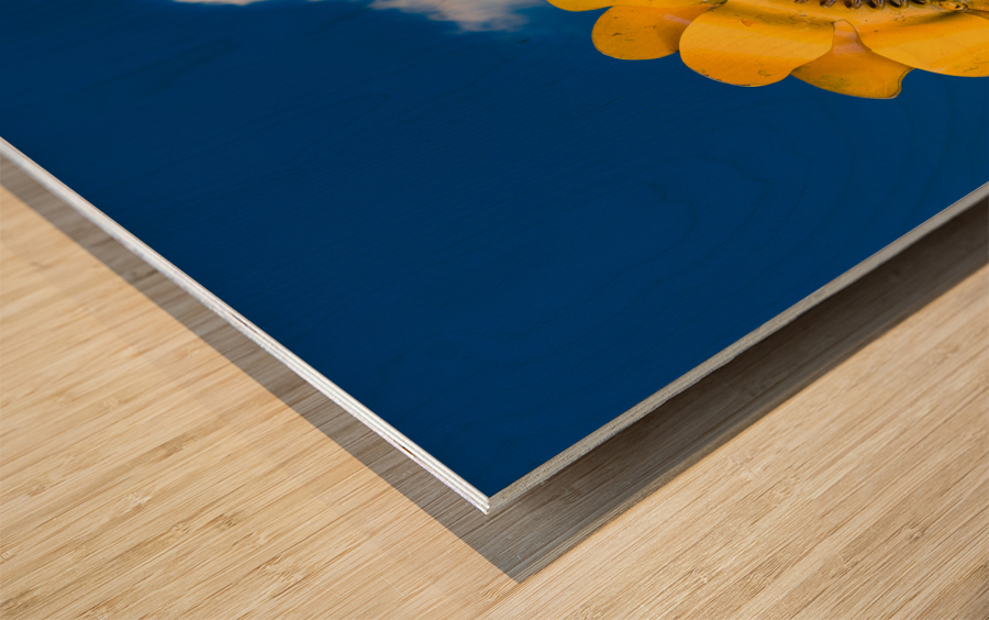 Metal sunflower against blue sky Wood print