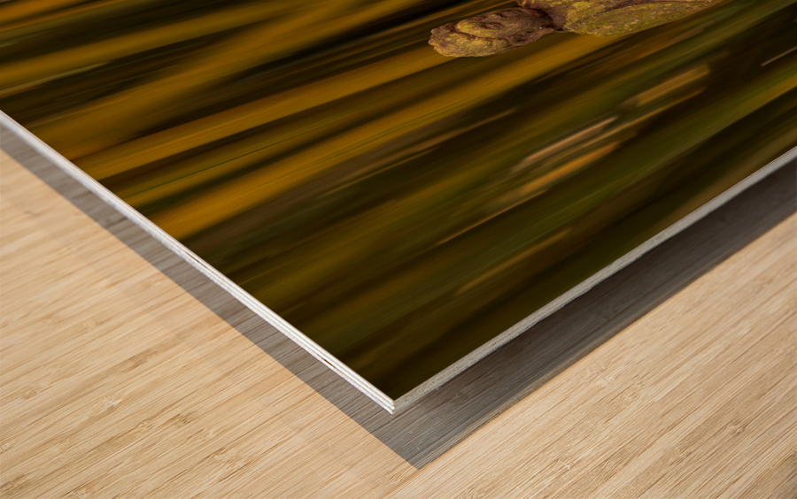 Buddha statue in bamboo forest Impression sur bois