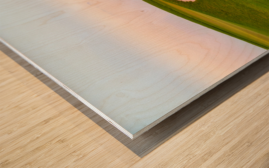 Heart shaped sand bunker in front of golf green Impression sur bois