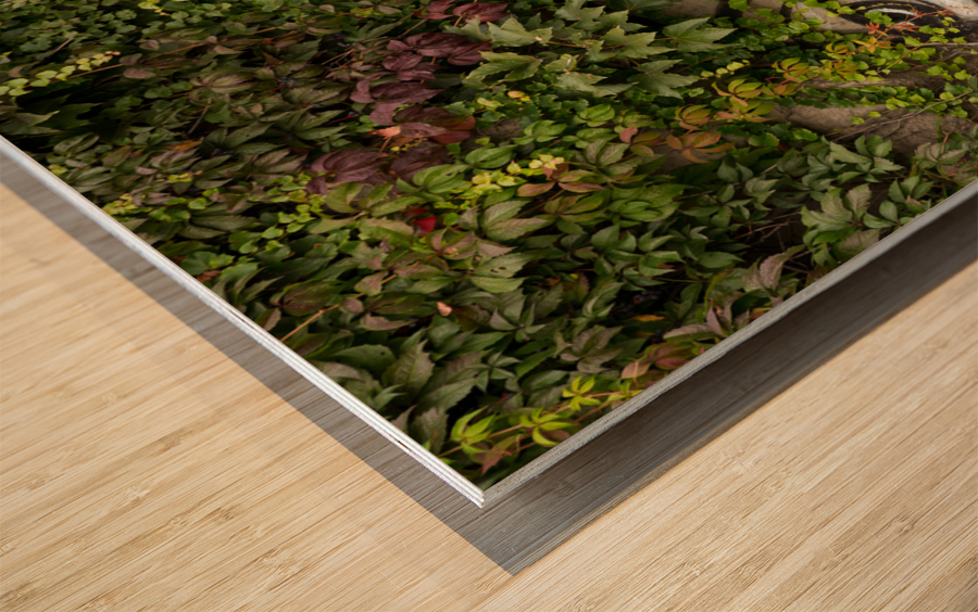 Graffiti on wall of rock like face of cat Wood print