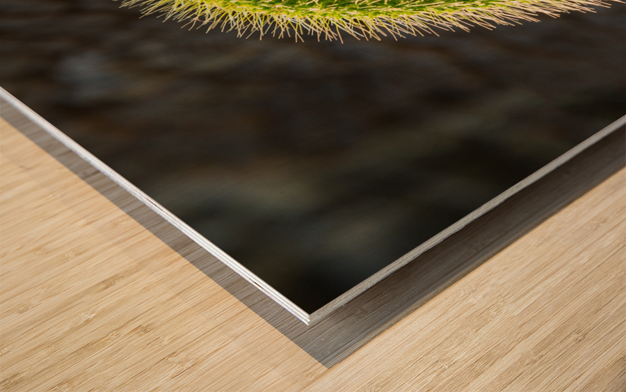 Backlit grass seedhead thought to be Timothy Impression sur bois