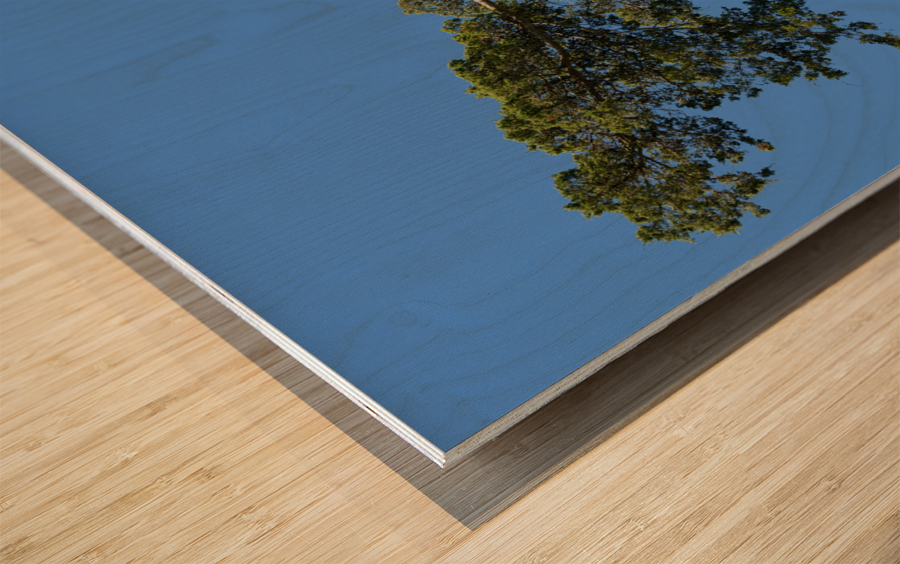 Old Cedar tree at Appomattox National Park Wood print